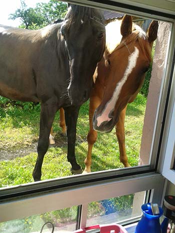 Mobile Pferdepflege für Balingen, Hechingen, Rangendingen.